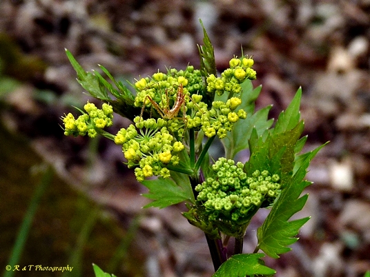 {Thaspium barbinode}